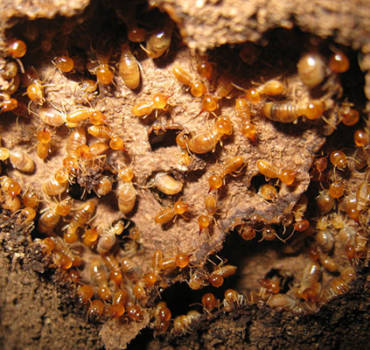 Termite Control